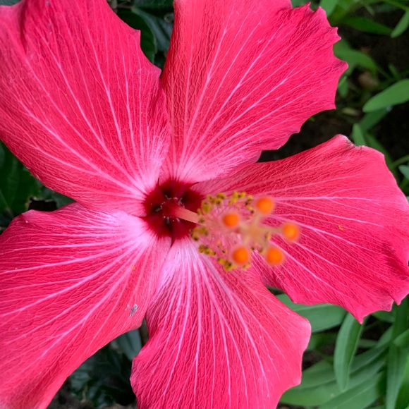 Meet your Posher, Anna - Picture 1 of 1